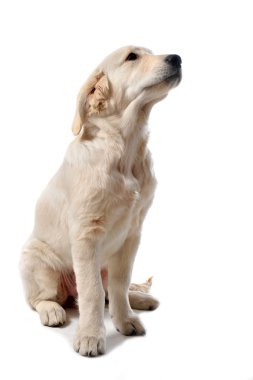 yavru golden retriever