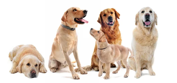 Golden Retriever und Labrador Retriever — Stockfoto