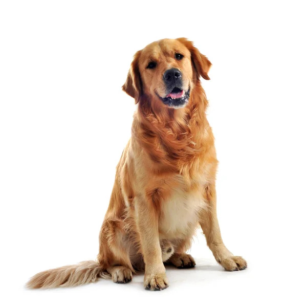 Собака Золотой Ретривер Фото