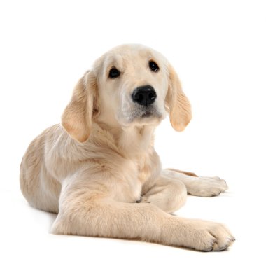 yavru golden retriever