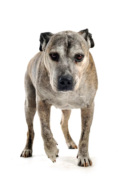 Velho americano staffordshire terrier — Fotografia de Stock