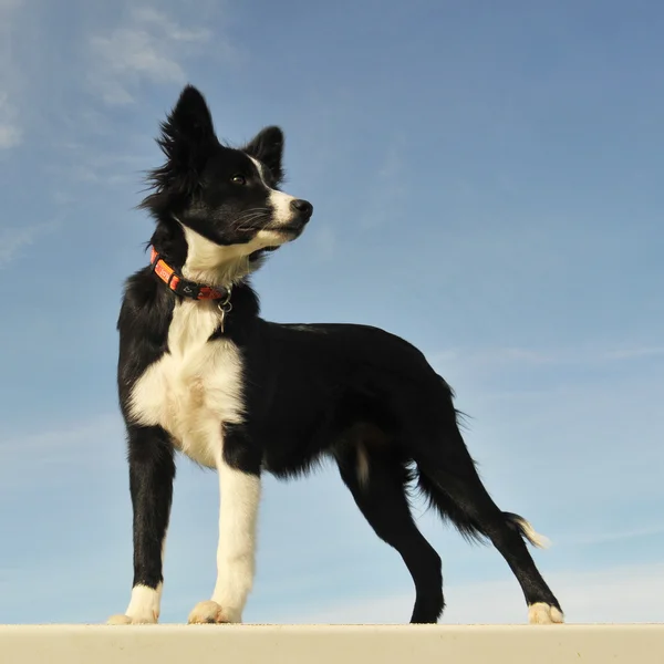 Cachorro frontera collie —  Fotos de Stock
