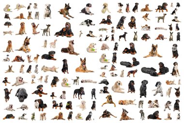 Dogs clipart