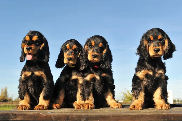 Puppies Engelse cocker — Stockfoto