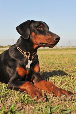 Doberman clipart