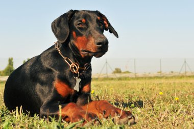 Doberman clipart