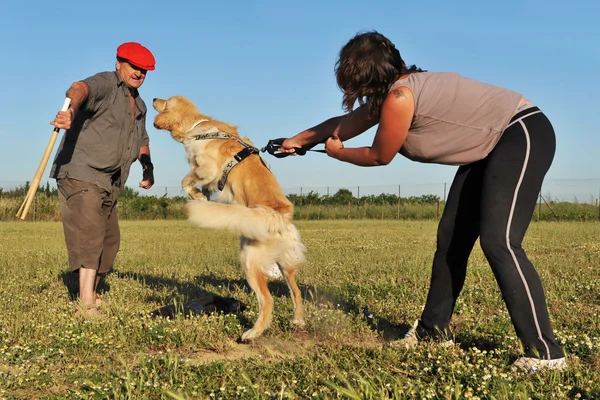 Támadás kutya képzés — Stock Fotó