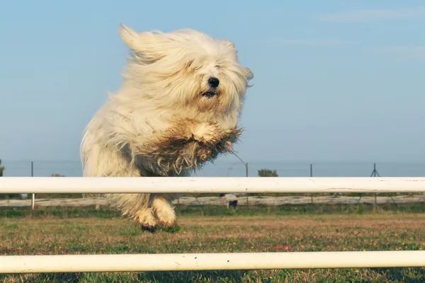 犬をジャンプ — ストック写真