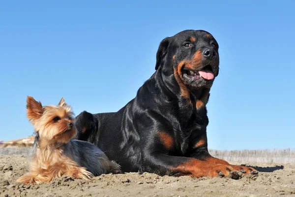 Rottweiler y yorkshire terrier —  Fotos de Stock