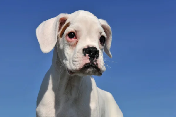 White puppy boxer — Stock Photo, Image