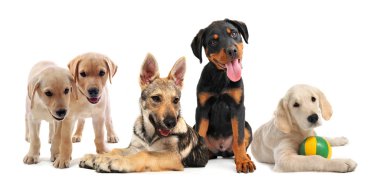 Group of puppies clipart