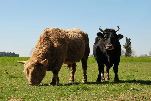公牛和母牛 — 图库照片