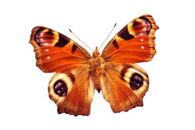 Peacock butterfly clipart