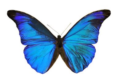 Blue Morpho butterfly clipart
