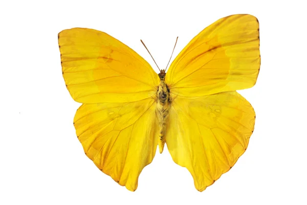 Sarı kelebek — Stok fotoğraf