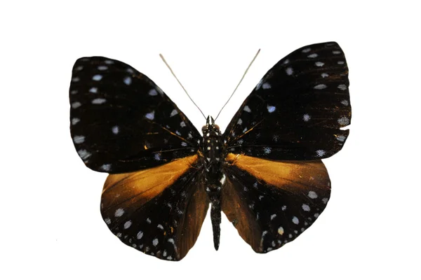 Renkli kelebek — Stok fotoğraf