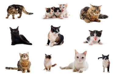 Cats in studio clipart