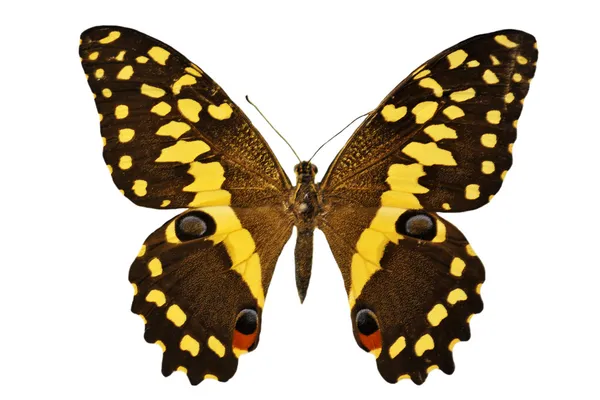 Zwarte en gele vlinder — Stockfoto