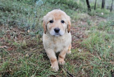 bir ormanda genç köpek yavrusu safkan hovawart