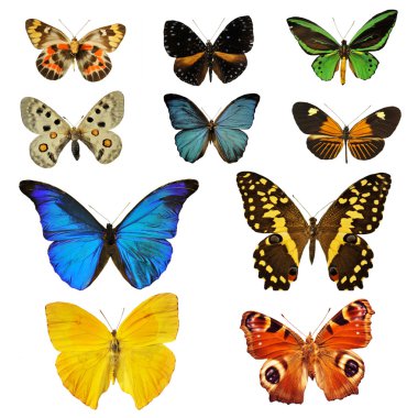 Beautiful colorfull butterfly in front of white background clipart