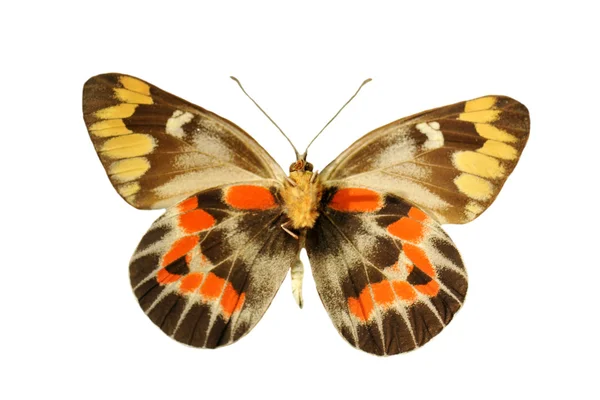 Kolorowy motyl — Zdjęcie stockowe