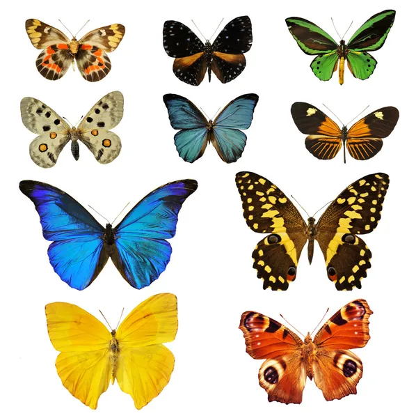 Schöner Bunter Schmetterling Vor Weißem Hintergrund — Stockfoto