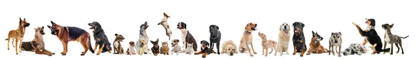 Group of dogs and cats — Stock Photo, Image