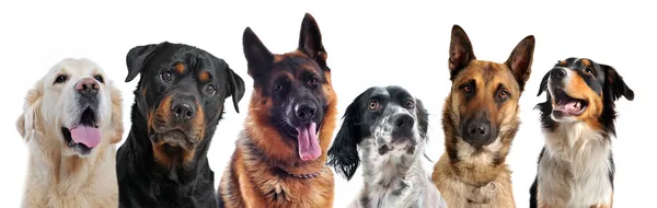 Kompositbild Mit Reinrassigen Hunden Vor Weißem Hintergrund — Stockfoto