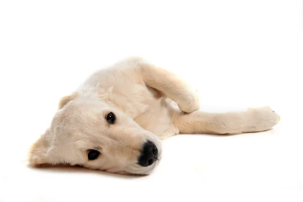 Puppy golden retriever — Stockfoto