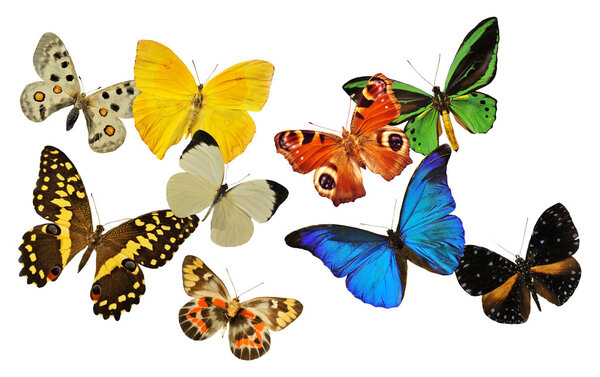 Group of butterfly in front of white background