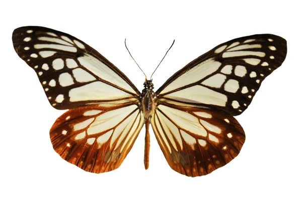 Siyah ve beyaz kelebek — Stok fotoğraf