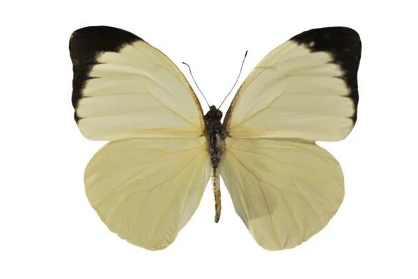 Beautiful White Butterfly Front White Background Pieris Brassicae — Stock Photo, Image