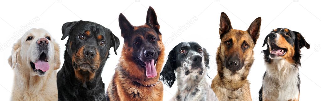 Composite picture with purebred dogs in a white background