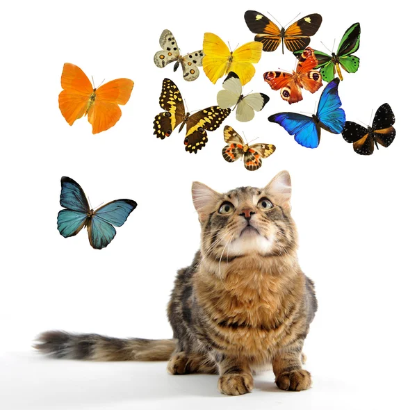 Young norwegian cat and butterfly — Stock Photo, Image