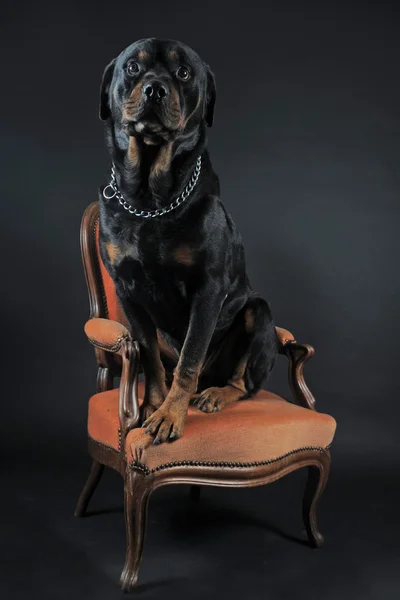 stock image Portrait of a purebred rottweiler siiting on an armchair, in front of black background