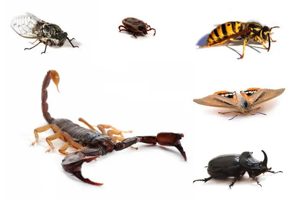 Scorpione bruno e insetti — Foto Stock