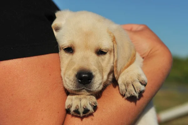 Rassewelpe Labrador Retriever Sechs Wochen Alt — Stockfoto