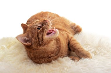 Very Angry cat isolated on white background clipart