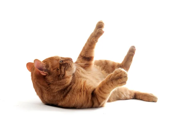 Young Ginger Cat Rolling Front White Background — Stock Photo, Image