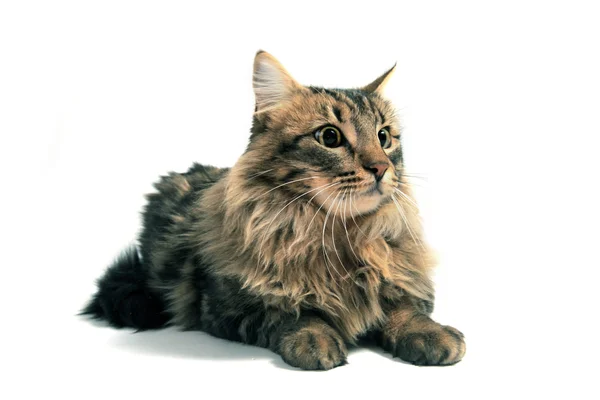 Портрет Чистокровних Норвезька Кіт Білому Фоні — стокове фото