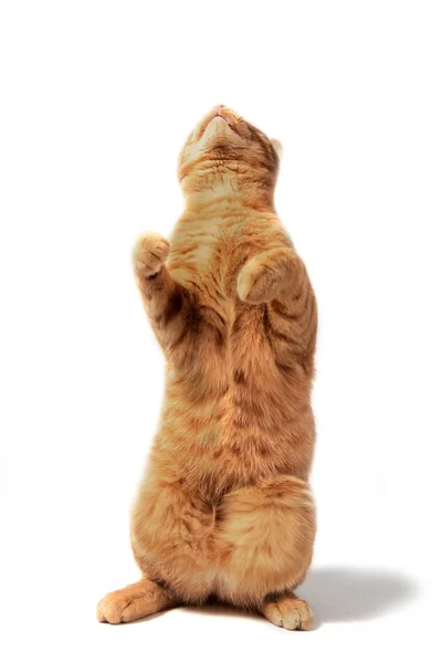 stock image Ginger cat up