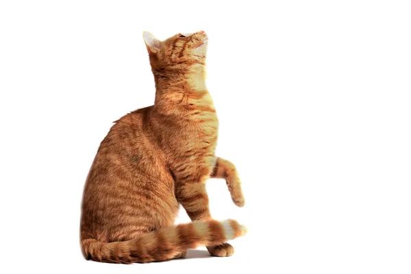 Ginger Cat Sitting Front White Background — Stock Photo, Image