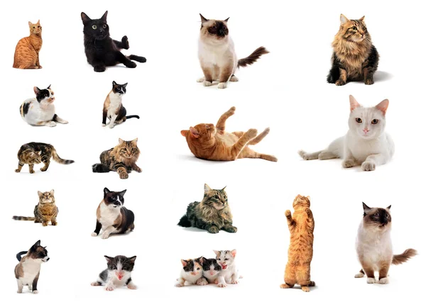 Skupina koček — Stock fotografie