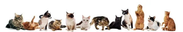 Katzen Und Kätzchen Auf Weißem Hintergrund — Stockfoto