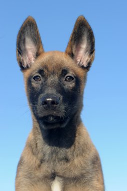 köpek yavrusu Belçikalı sheepdgog malinois mavi gökyüzü üzerinde