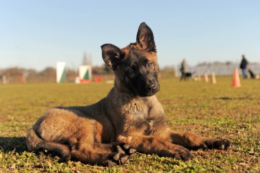 köpek yavrusu Belçikalı sheepdgog malinois bir alanda