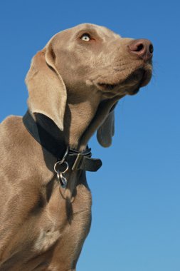 Portrait of a young Weimaraner on a blue sky clipart
