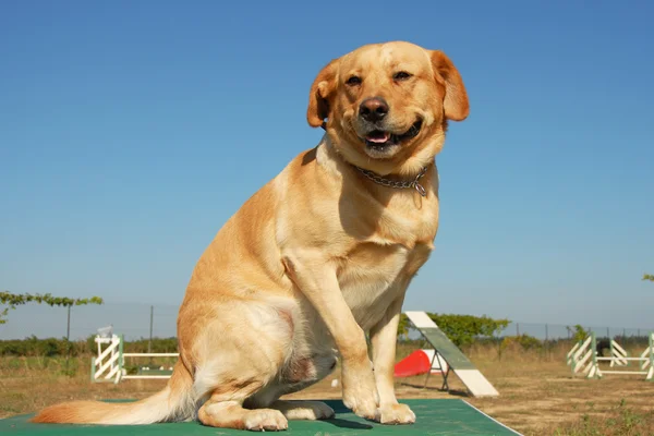 Labrador retriever em agilidade — Fotografia de Stock