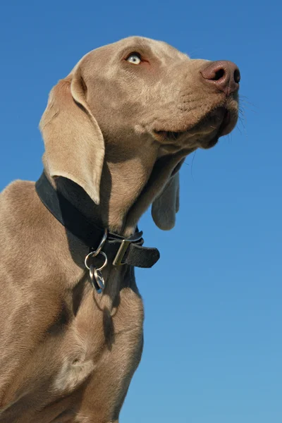 Portret Van Een Jonge Weimarse Staande Hond Een Blauwe Hemel — Stockfoto