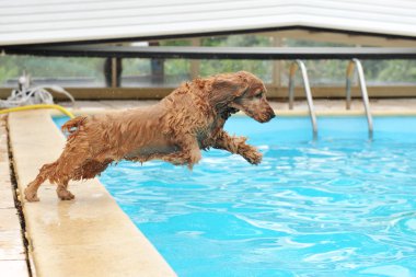 Purebred english cocker swimming in a swimming pool clipart